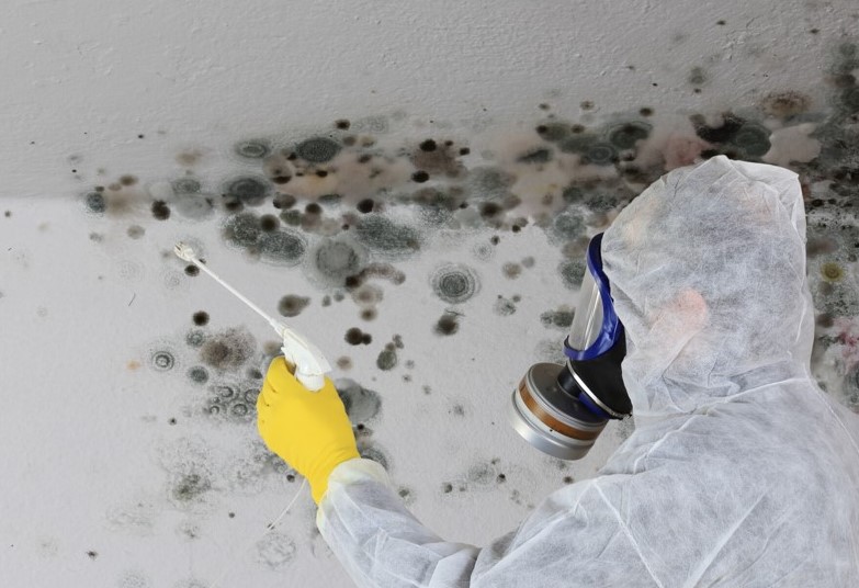 Top Mold Remediation Techniques and Technologies