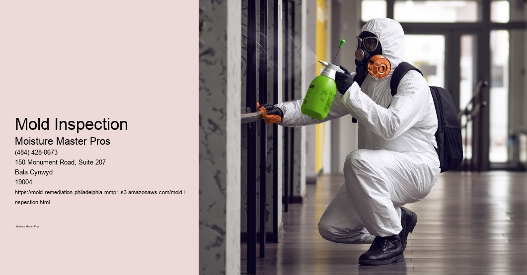 Mold Inspection